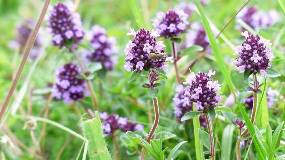 barishte trumze per zmadhimin e penisit